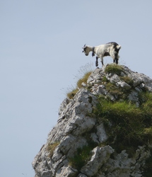 Goat near Lago Ercina