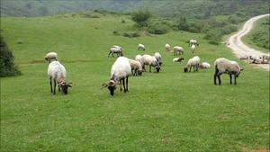 Suarías sheep (5)