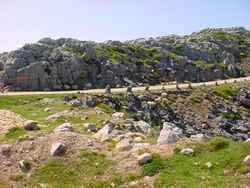 Sheep and karst near Tresviso