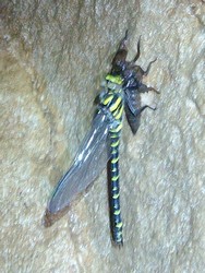 La Redonda dragonfly