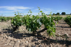 Ribera del Duero vines