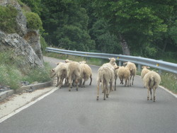 Sheep in the Río Sella gorge